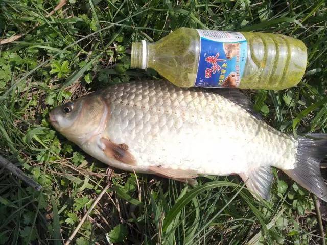 全程图文记录最原生态的一次钓行,用水蜈蚣做钓饵_钓鱼人_白条_钓友