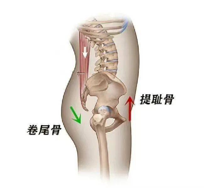 髋关节内收外展图解图片