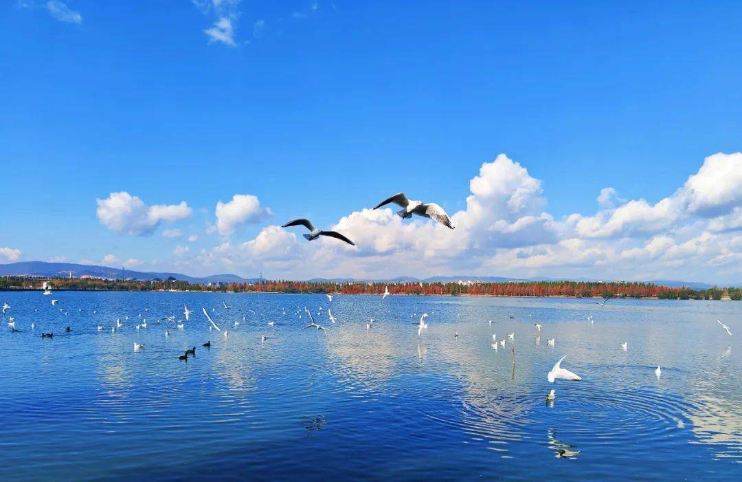 玉溪星云湖旅游景点图片