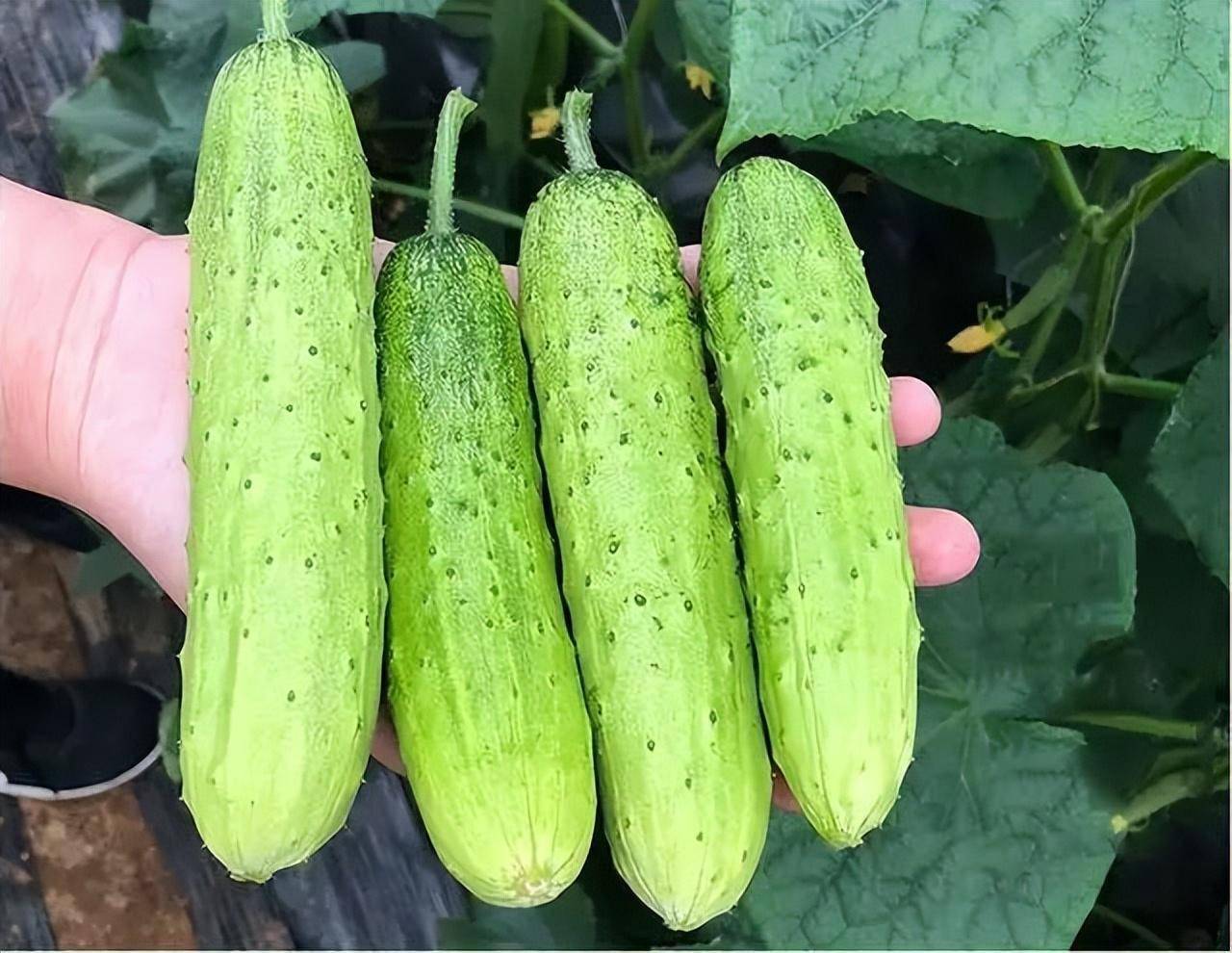 亩产达2000-3000公斤,这个黄瓜品种太优秀_种植_水果_方面