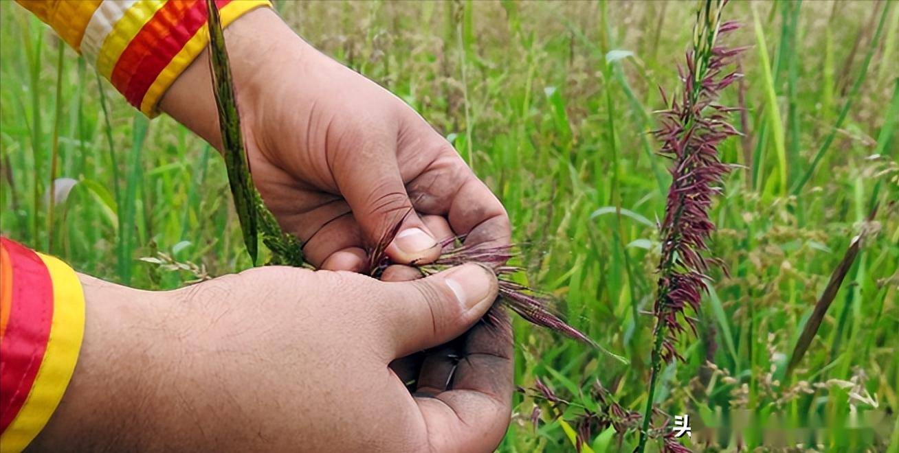 曾被我国淘汰,如今只能进口的菰米,为何这么贵_百姓_种植_北美