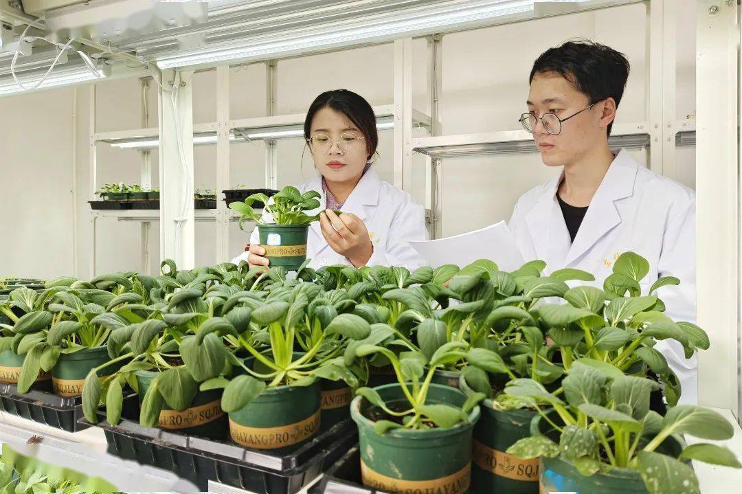 東旺農華的業務涵蓋了生物刺激素和新型綠色農藥開發,生產,推廣,市場