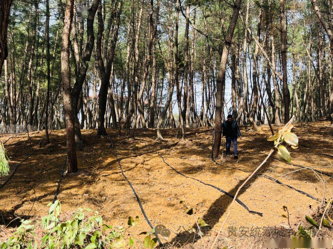 圍繞種植業,養殖業,服務業,鄉村旅遊業,農產品加工業