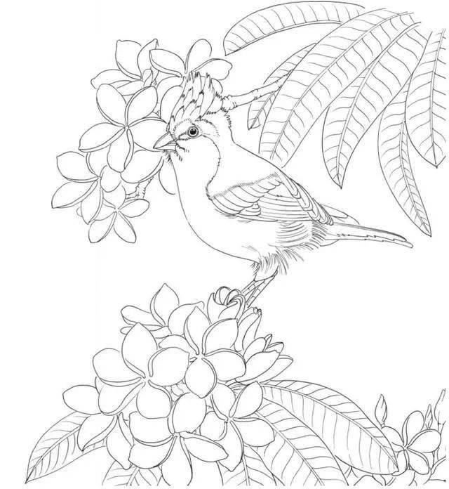 胸䴓花雀黑额树鹊暗绿绣眼鸟银耳相思鸟冕雀栗头丽椋鸟绿翅短脚鹎盘尾