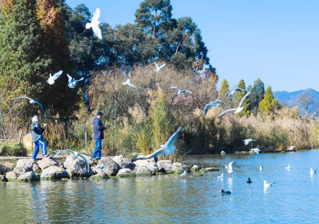 藏在滇池南岸的小眾觀鷗點,你去過嗎?_公園_溼地_風景