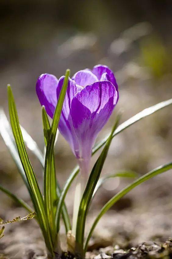 藏红花(番红花)