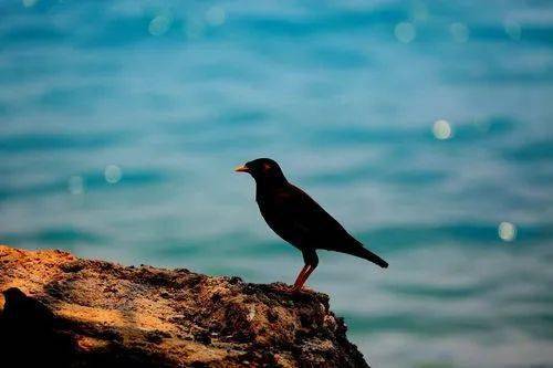 東化飛天:可怕的鳥_兒子_老孃_大姐