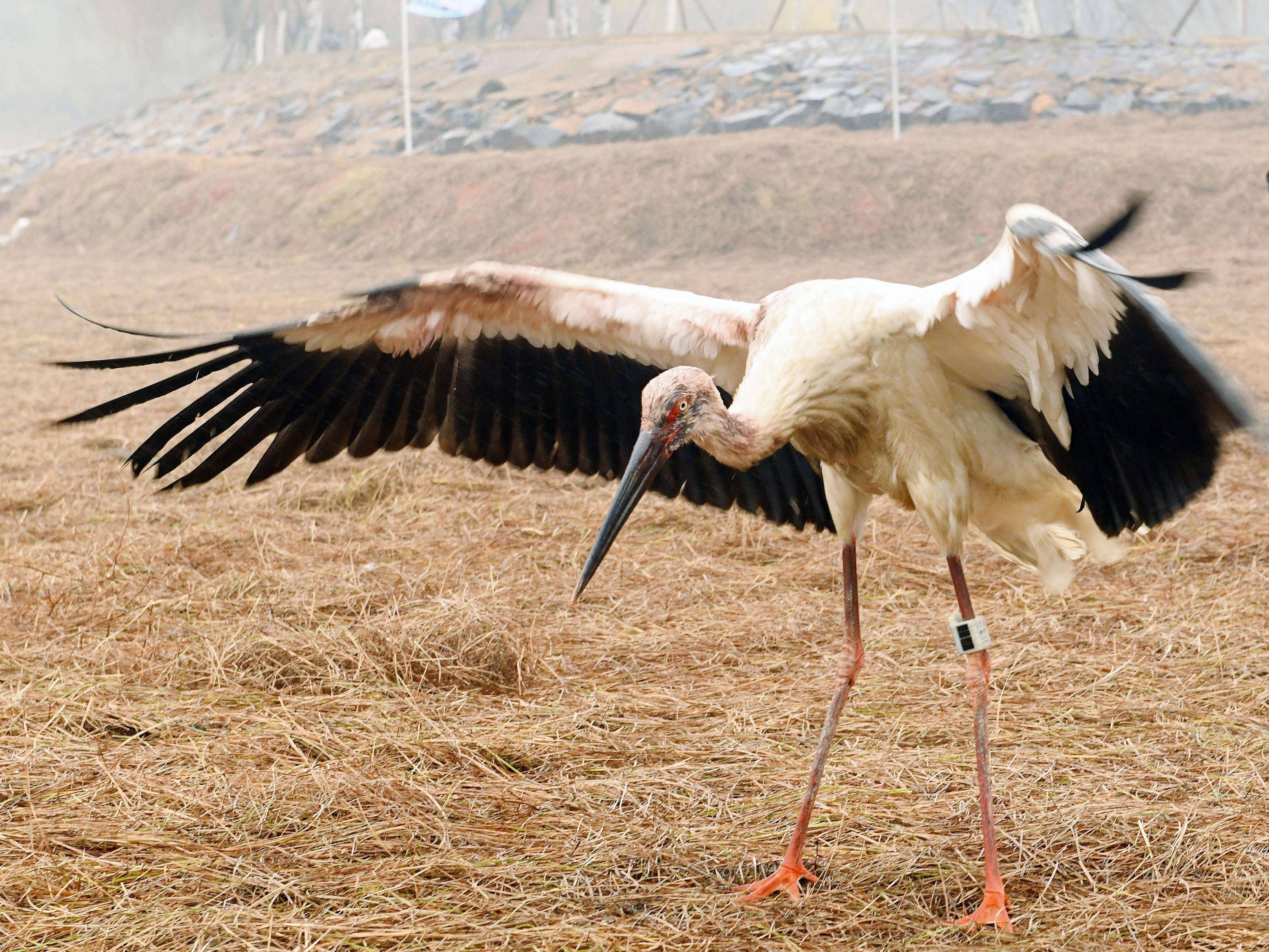 千里相送到鄱阳_白鹳_东方_救助