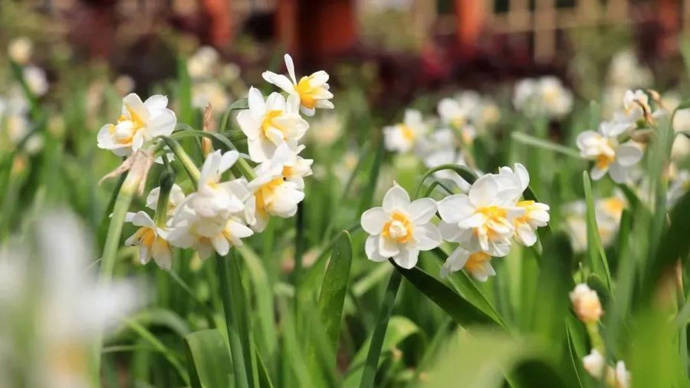 1月10日,第二届崇明水仙文化旅游节暨崇明水仙花产业论坛在崇明区向化