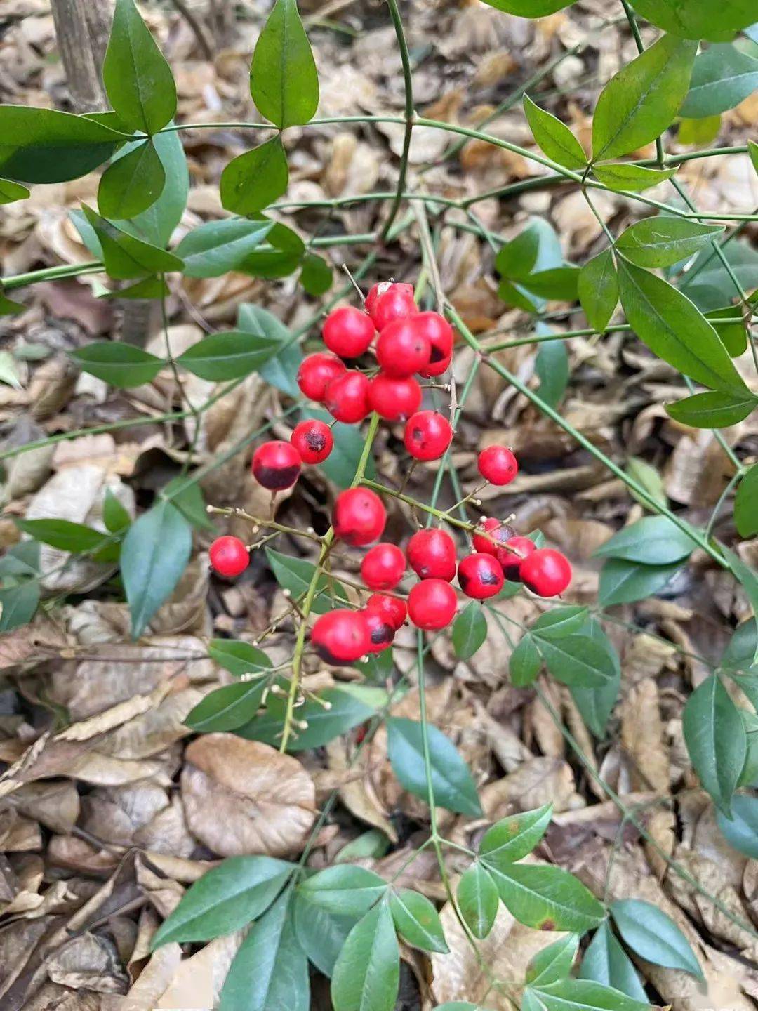 胸膜及氣管充血和出血大量食用易引起其急性毒性主要表現為南天竹全株