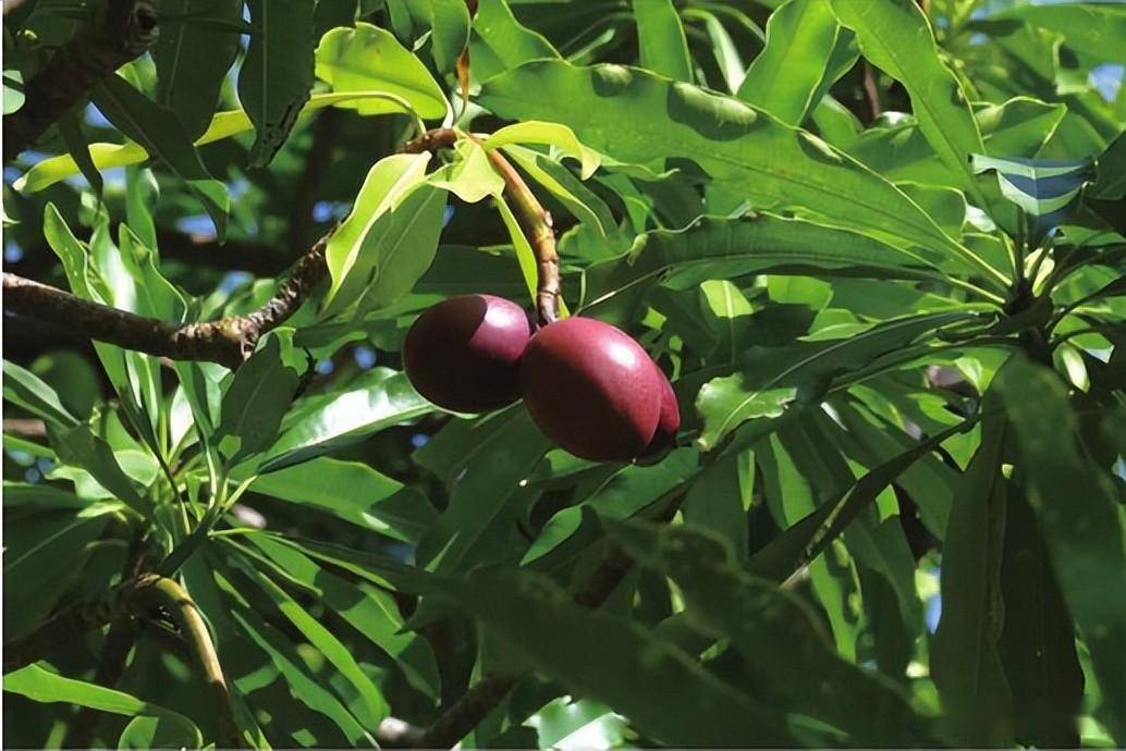 广东常见红树林植物一一半红树及伴生植物_台湾_花冠_椭圆形