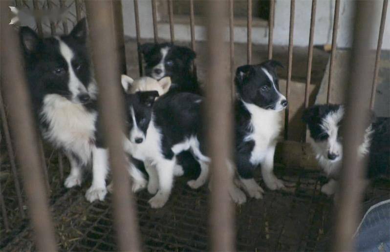 韓國肉犬養殖者協會會長威脅:將放200萬隻狗_法案_食用_流通