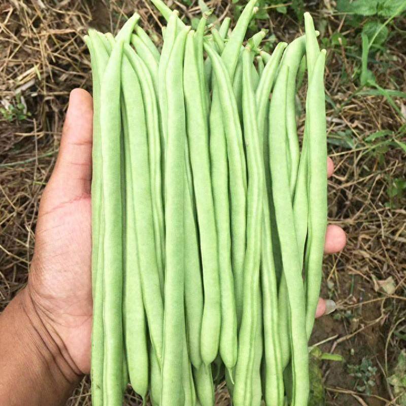 四季豆和豇豆 来自搜狐网