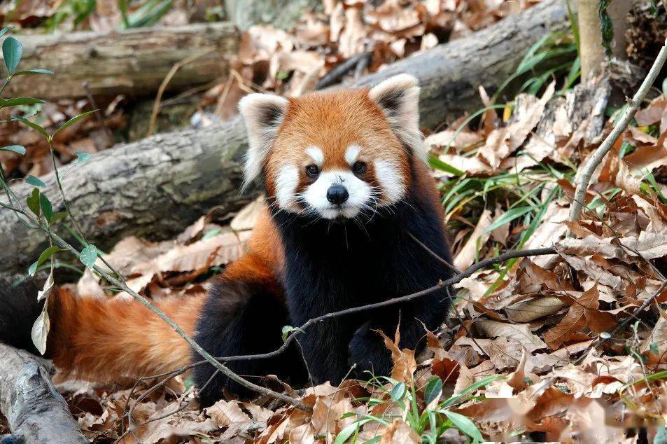 毛衣_經典_杭州動物園