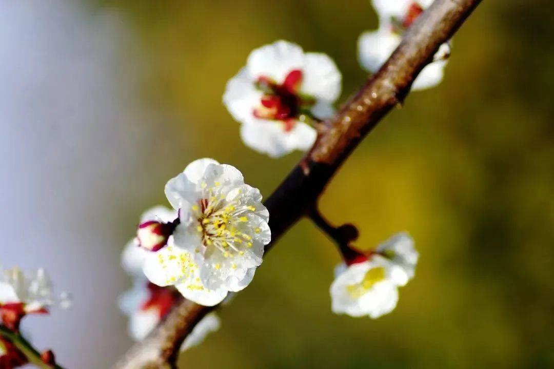 【甌江潮漫遊】梅花綻放 溫婉之春_溫州_公園_清雅