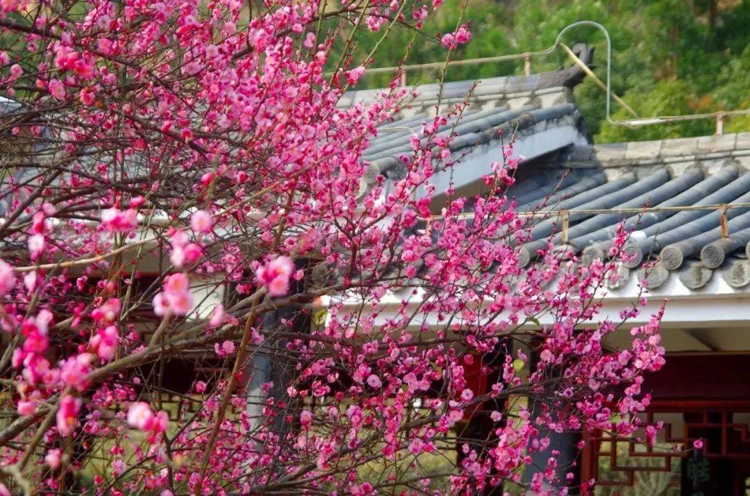 【甌江潮漫遊】梅花綻放 溫婉之春_溫州_公園_清雅