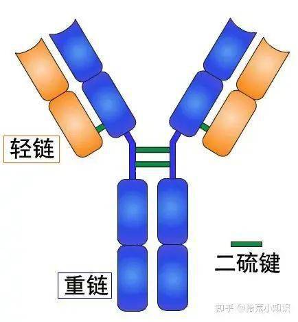 講述免疫球蛋白與抗體的故事_抗原_分子_氨基酸