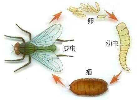 蝇子的发育过程图片