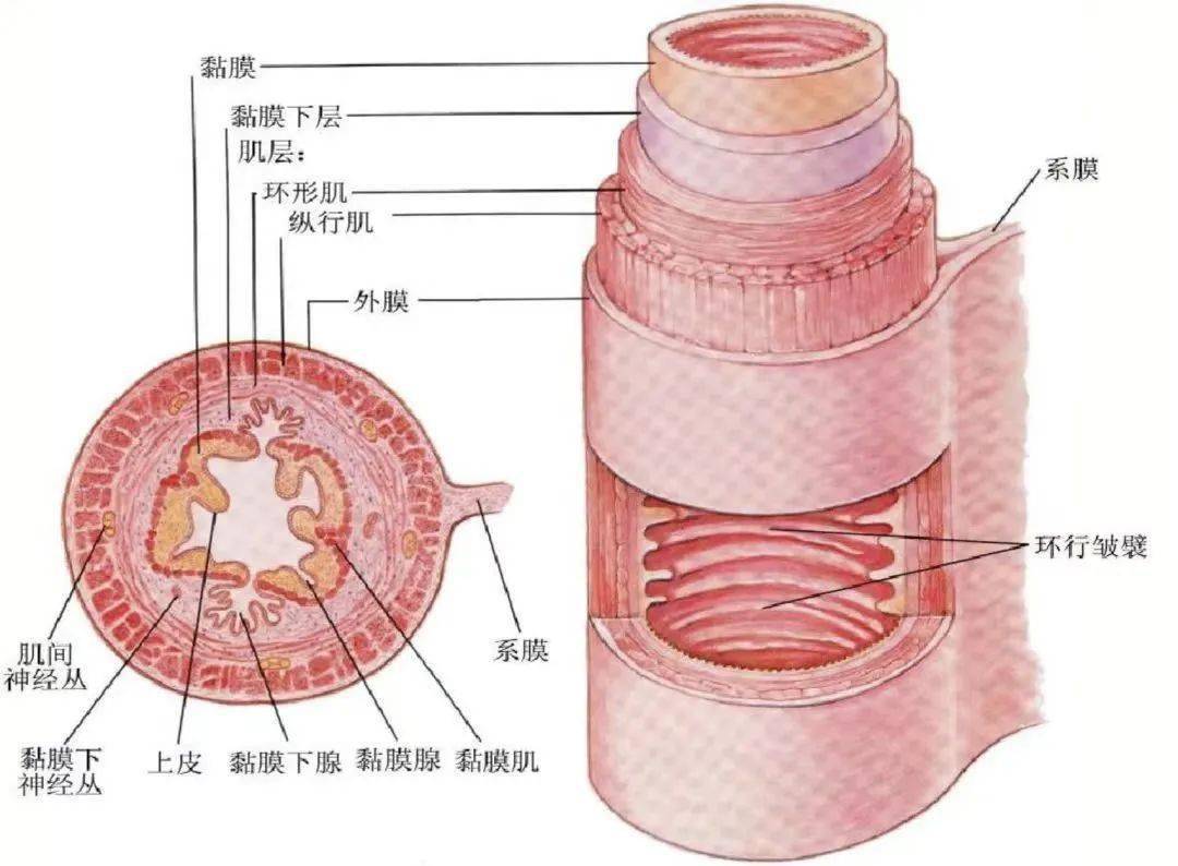 通过解剖图示,我们先了解一下消化管壁(除口腔和咽外)的结构:解剖结构