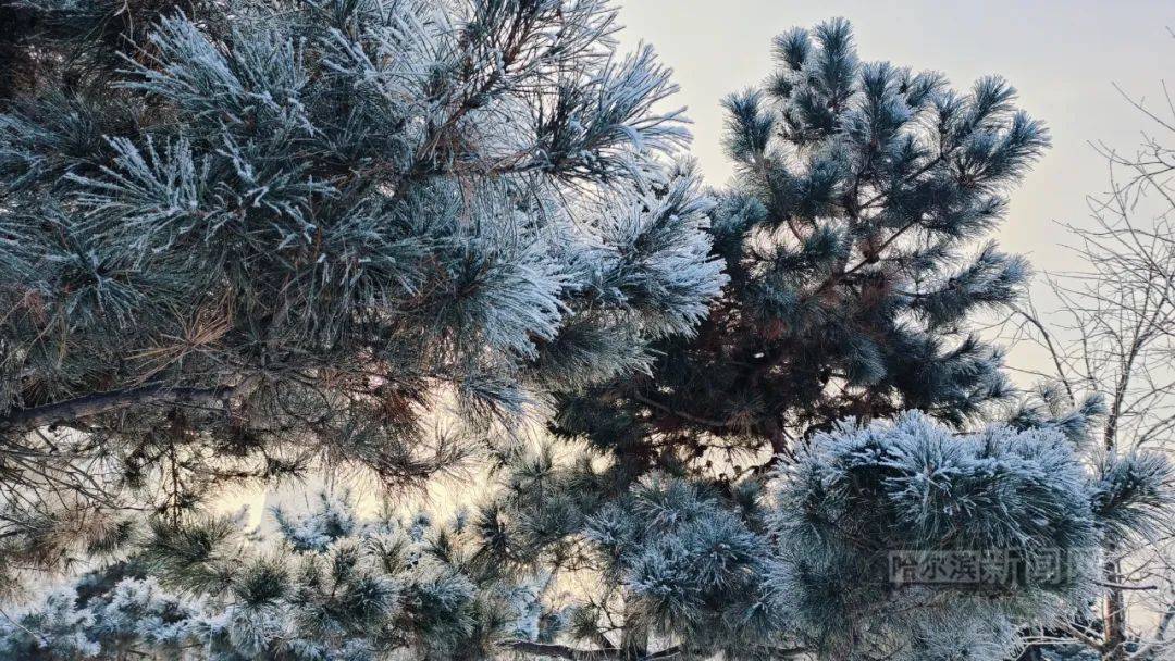 浪漫冰城,雾凇又现|13日傍晚小雪再度光顾冰城_气温_影响_哈尔滨