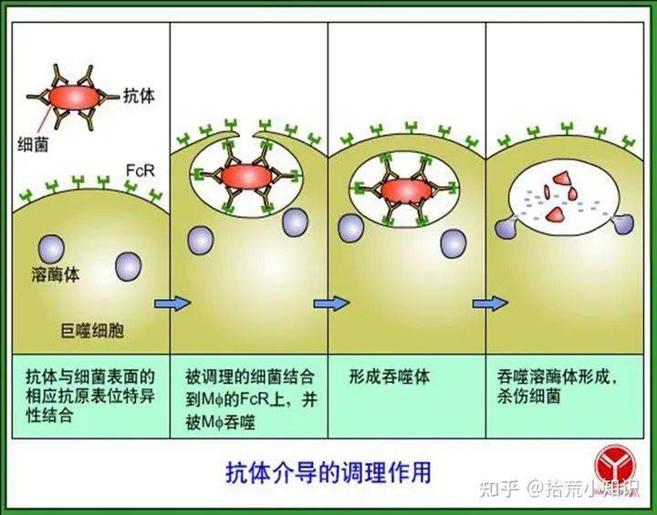 抗體依賴的細胞介導的細胞毒作用(adcc)igg 與靶細胞(如腫瘤細胞,病毒