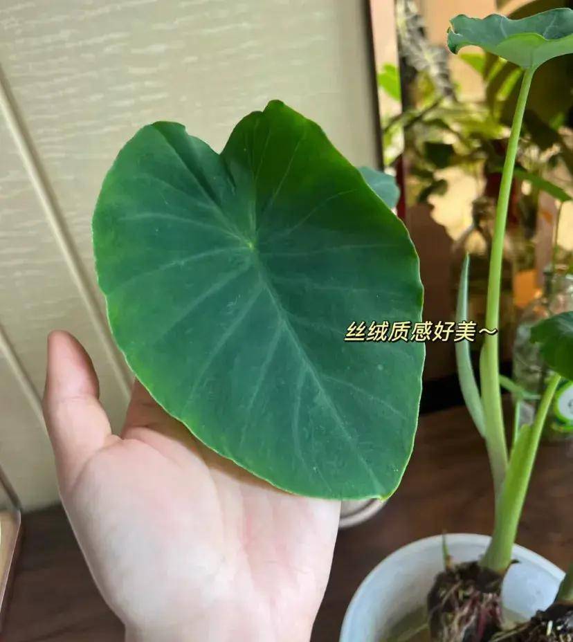 滴水观音的平替竟然是芋头,不花一分钱就能养,好看还无毒_叶片_叶子