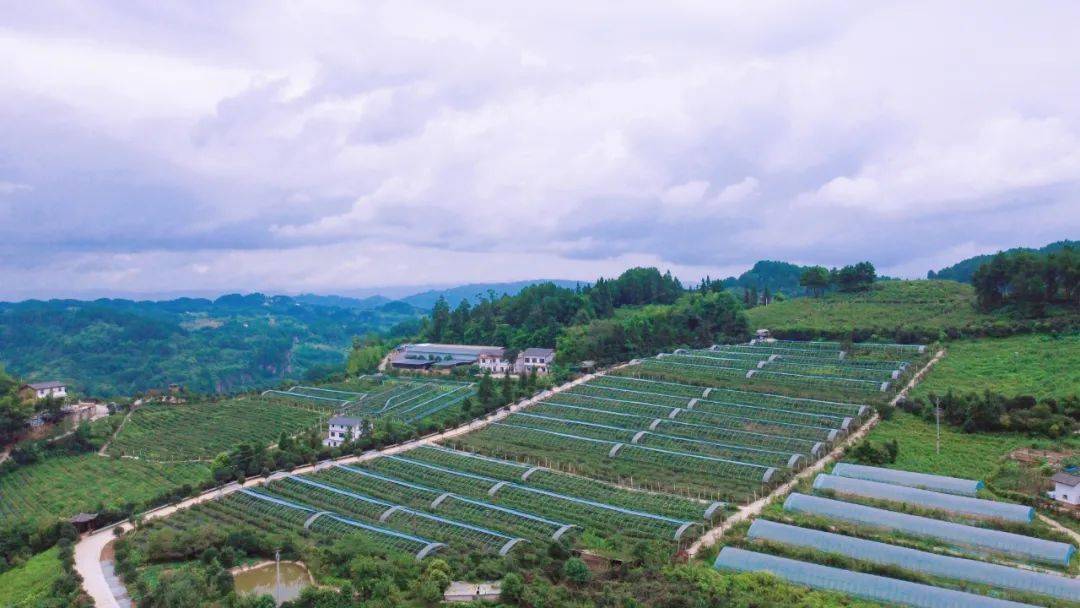 重慶日報渝北茨竹鎮花雲村天景臺高山藍莓園圖:重慶日報綦江區丁山鎮