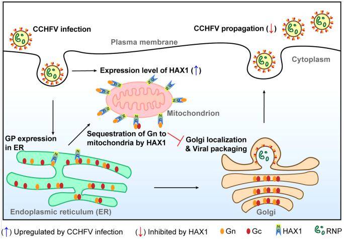 布尼亚病毒与宿主互作机制研究新进展_论文_机器_宁云佳