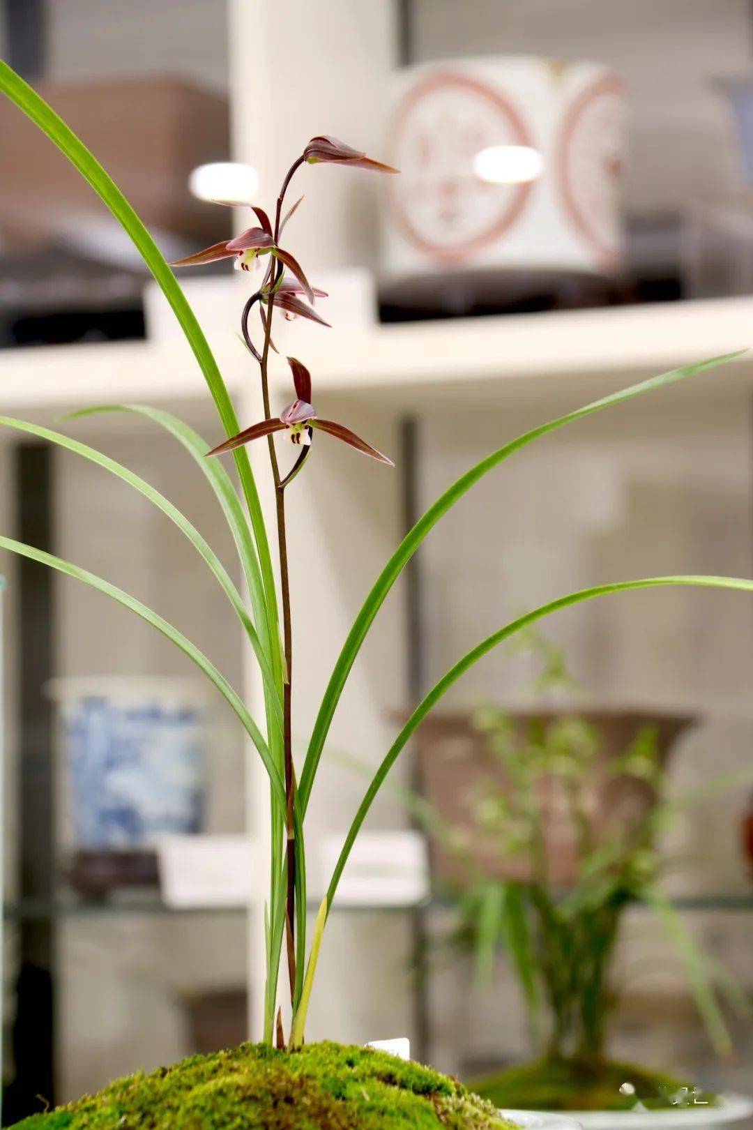 他的兰花,可怡情,可养心,可明志_徐昊_雅集_文化