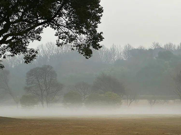冬日闵行遇上晨雾有多美_雾气_景色_光束