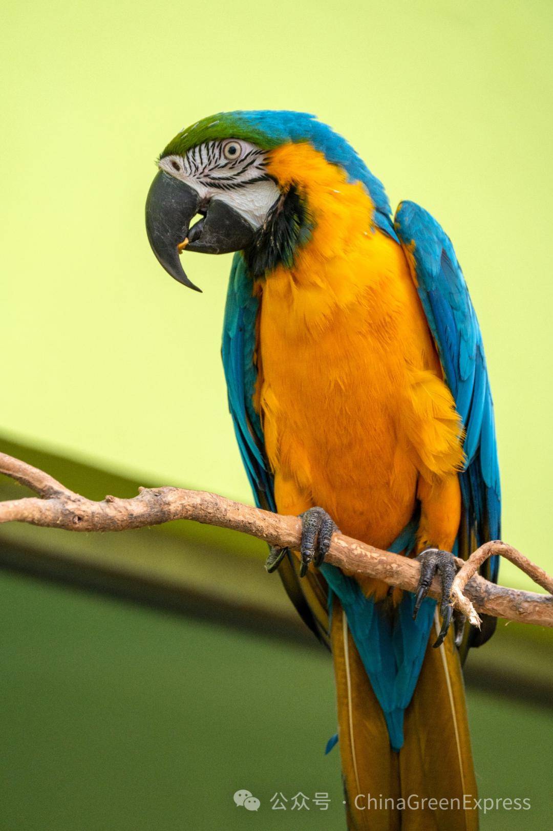 蓝黄金刚鹦鹉 | 物种科普_leandro_ara_羽毛