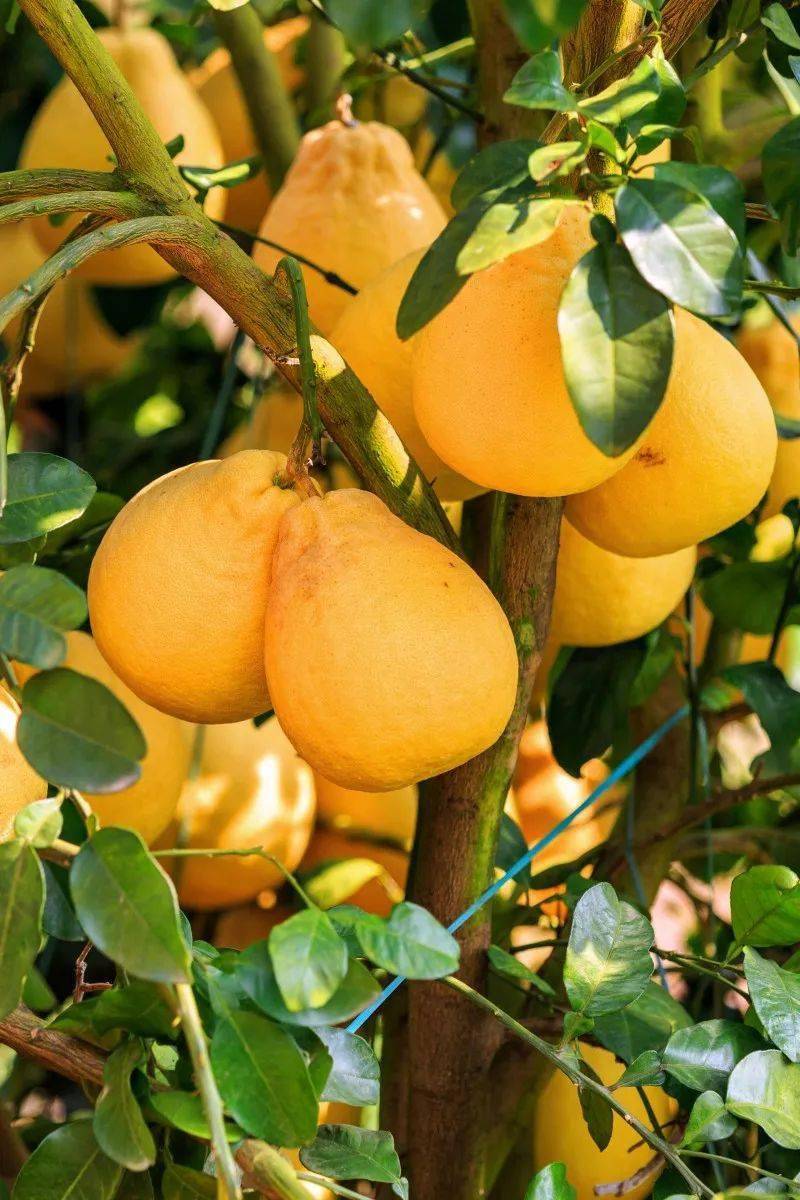 皮薄多汁的容县沙田柚,非常香甜的小米蕉,不少人坐飞机过来直接带回家