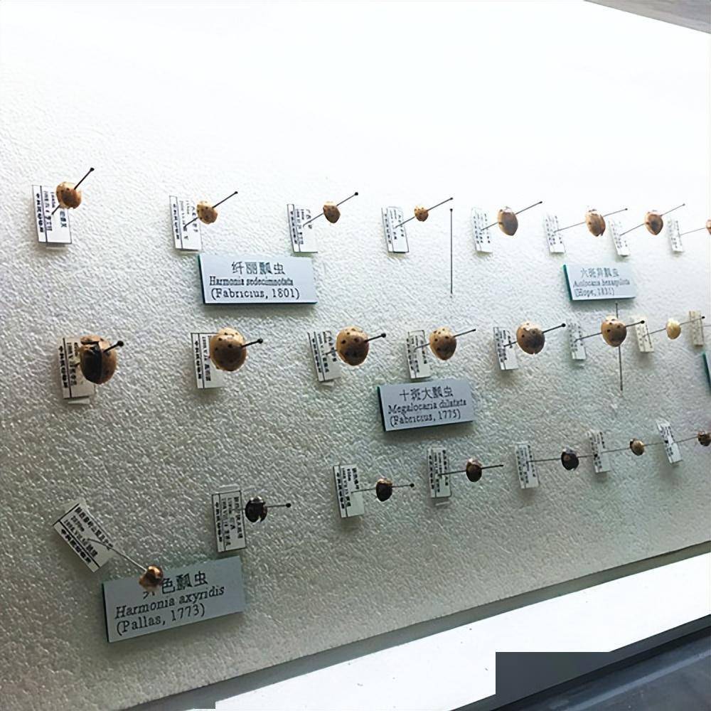 学姐带你做标本——动物篇_步骤_处理_昆虫