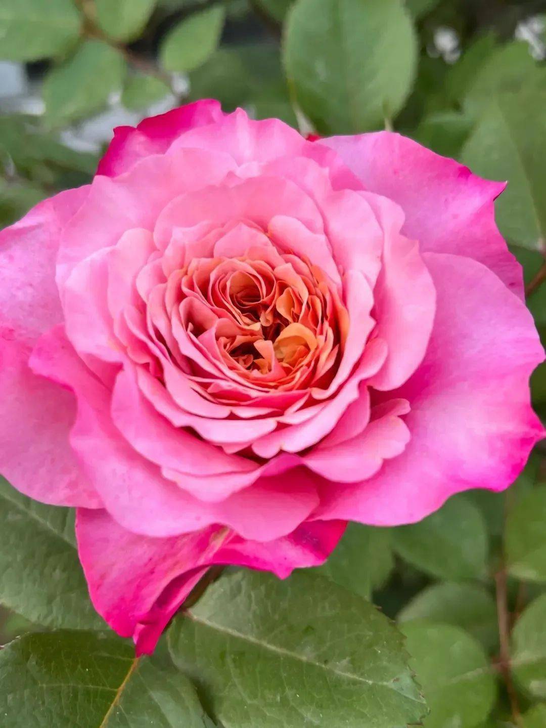 5,花中皇后的月季——艳丽奔放6,花中西施的杜鹃——秀色可餐7,富丽