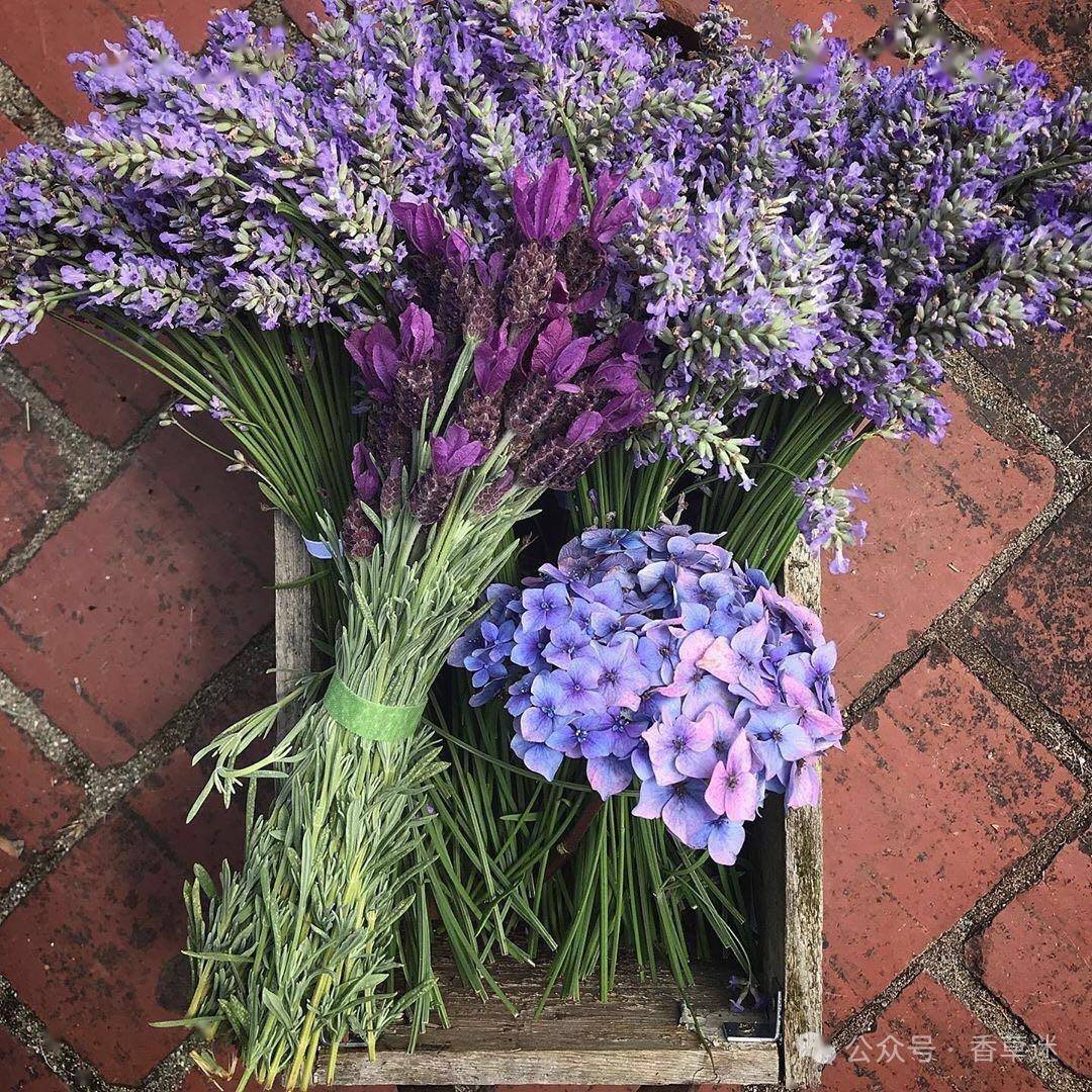 西班牙薰衣草 |香草届颜值担当,满足你所有香草的芬芳浪漫