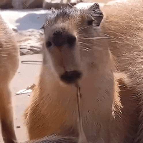 就发一波我自制的卡皮吧啦表情包gif吧.拿去不谢_专用_情绪_袋鼠