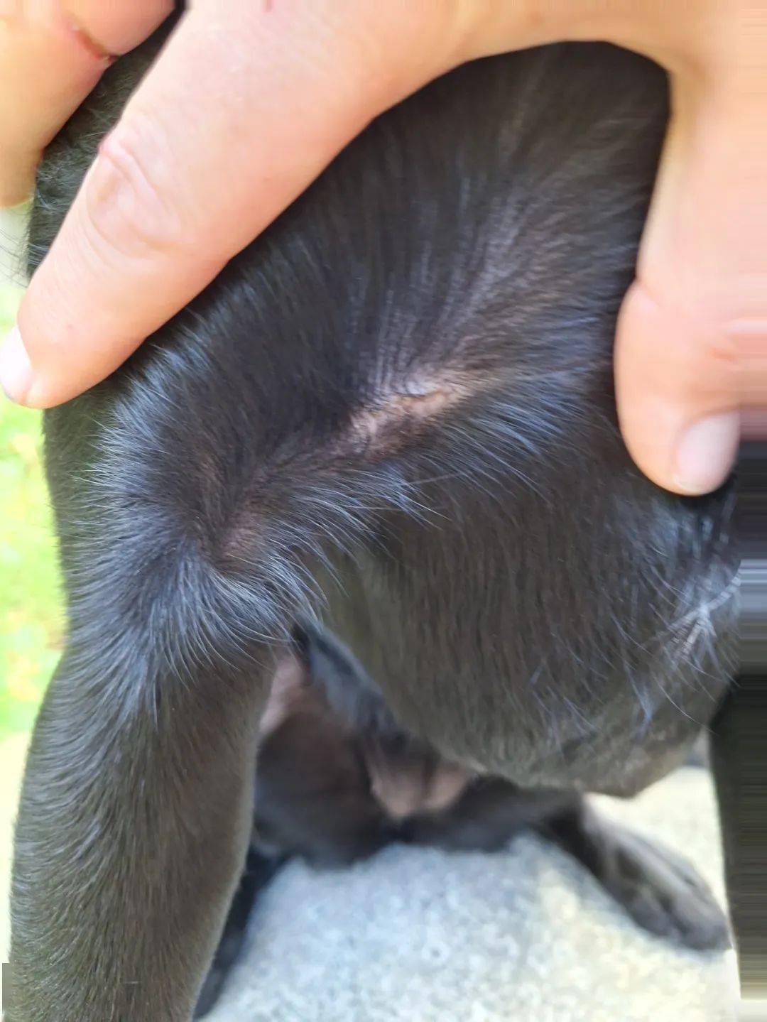 新西兰华人爆料：老公出门遭恶犬无故撕咬，鲜血淋漓！至今找不到狗和主人......