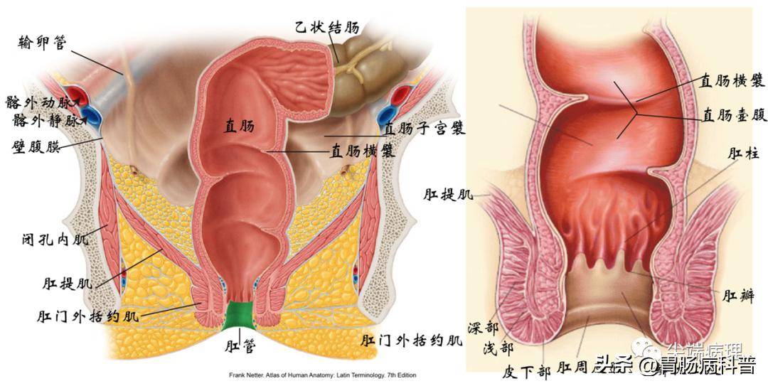 肠袢是什么图片