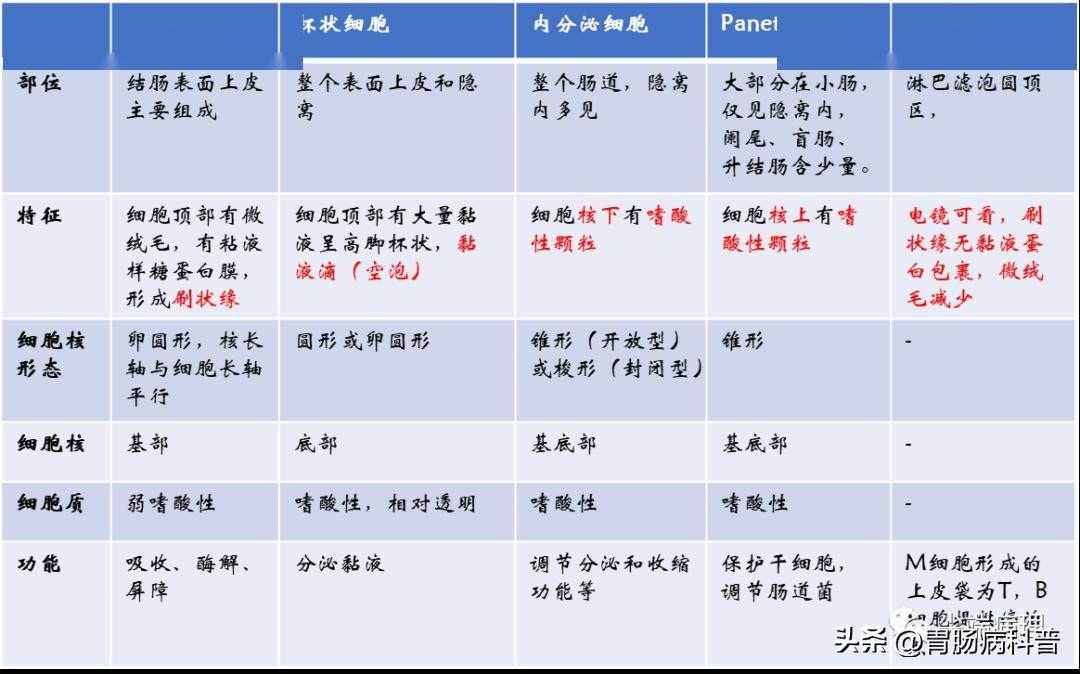 (正常)消化系統解剖——下消化道:大腸_升結腸_黏膜