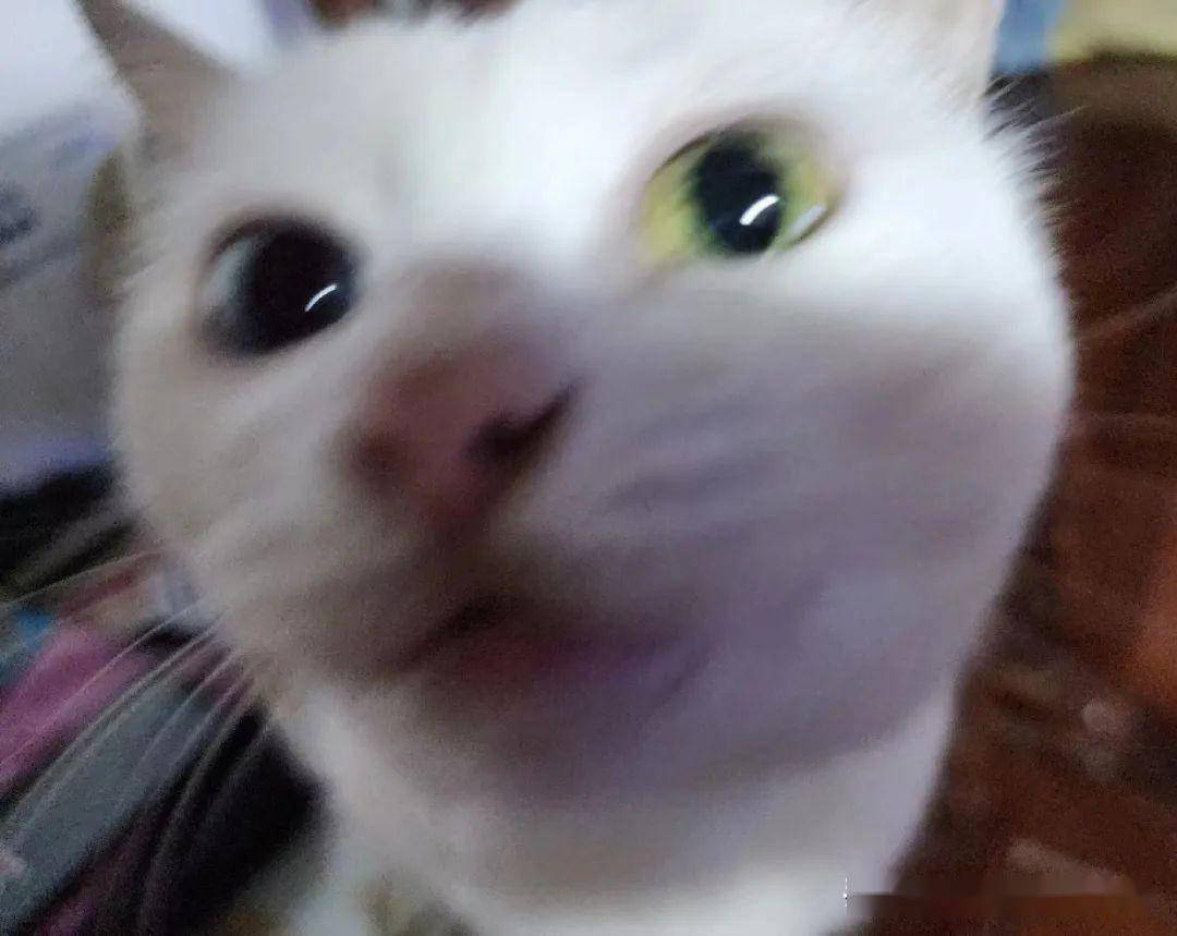 家中进大黑耗子怎么办?