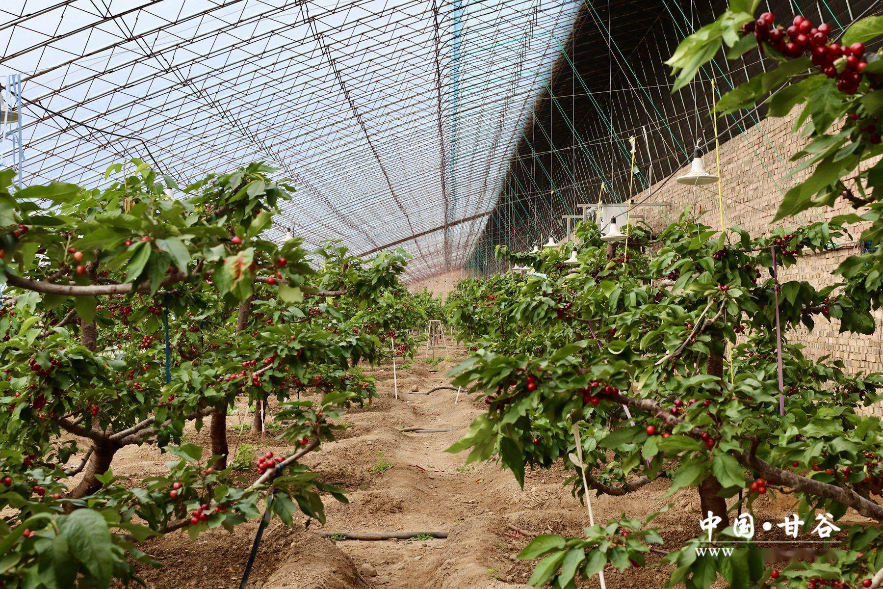 大棚樱桃密植图片