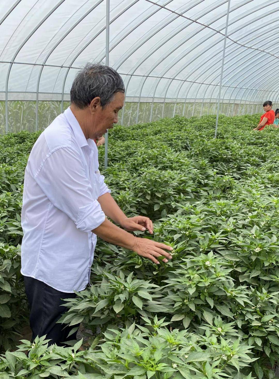 "土专家"育出的"天下第一椒",竟然出自垃圾堆里的烂辣椒?