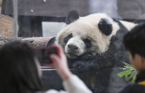 重慶永川:四隻大熊貓正式與遊客見面_樂都_動物_青露