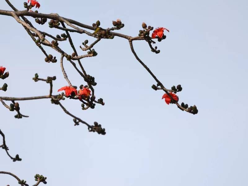 科技养护百年老树,广州市人民公园"最老"木棉提前两个月开花_树木