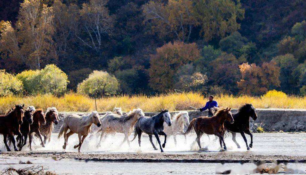 骏马奔腾 | 中国摄影家协会·影像中国网·在线影展精选_作品_全国