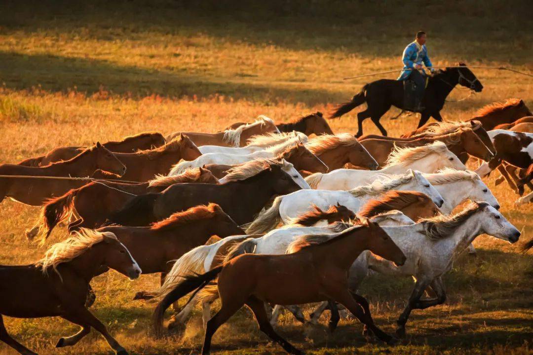 骏马奔腾 | 中国摄影家协会·影像中国网·在线影展精选_作品_全国