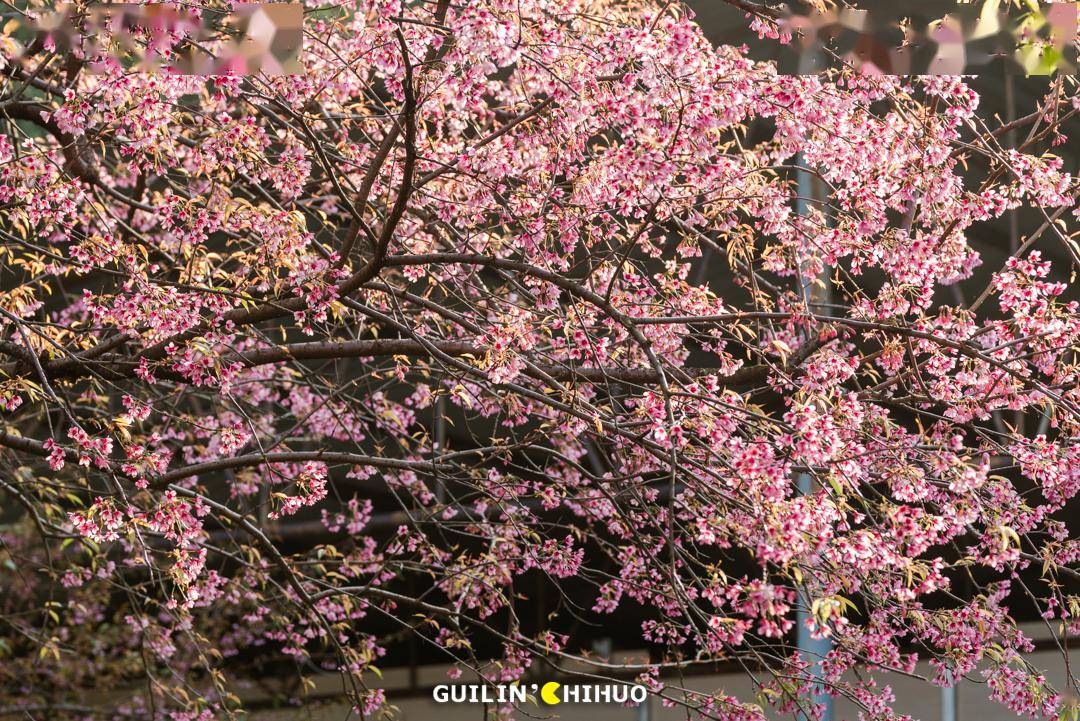 桂林南溪山公园樱花图片