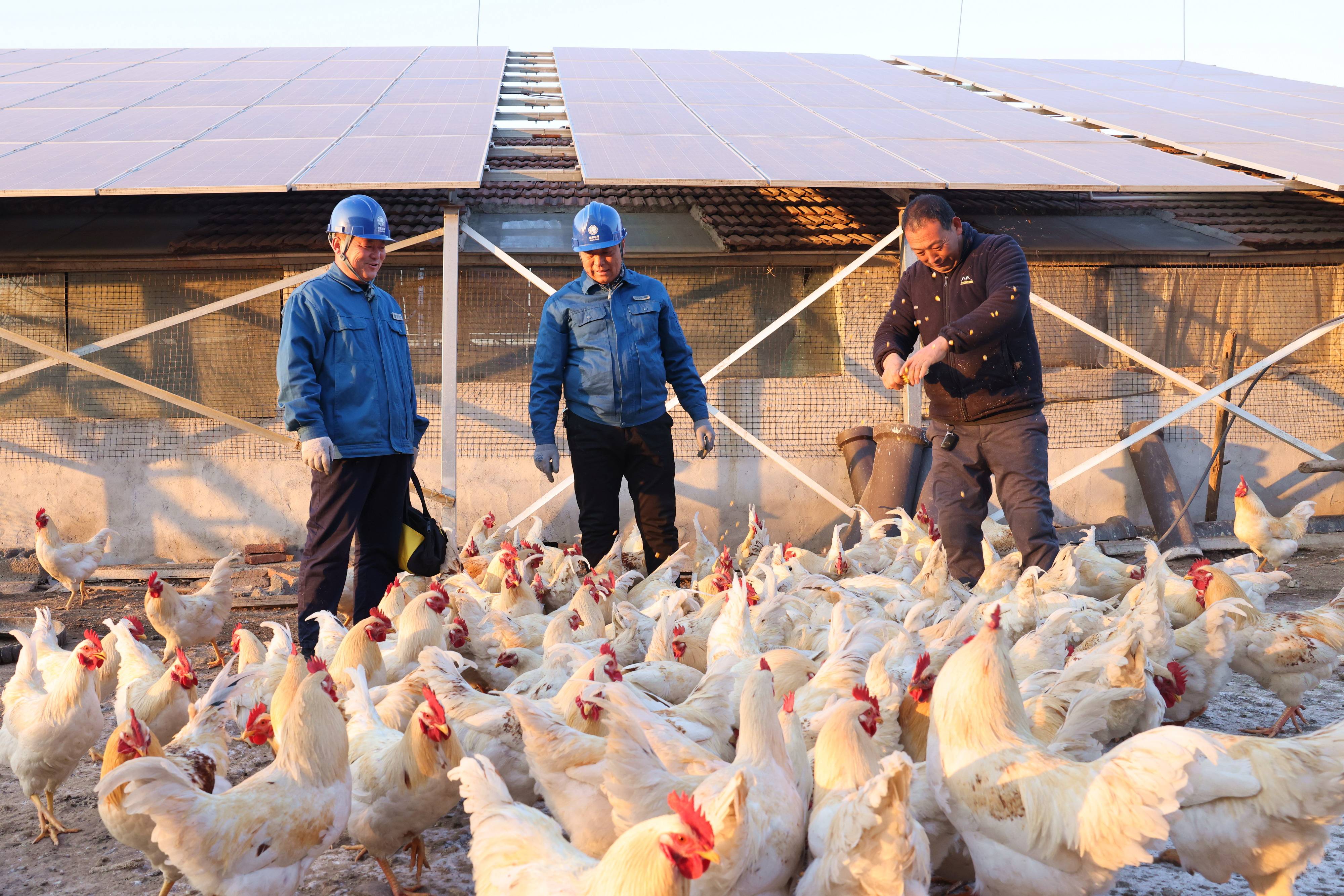 山东:"牧光互补"立体增收助力乡村振兴