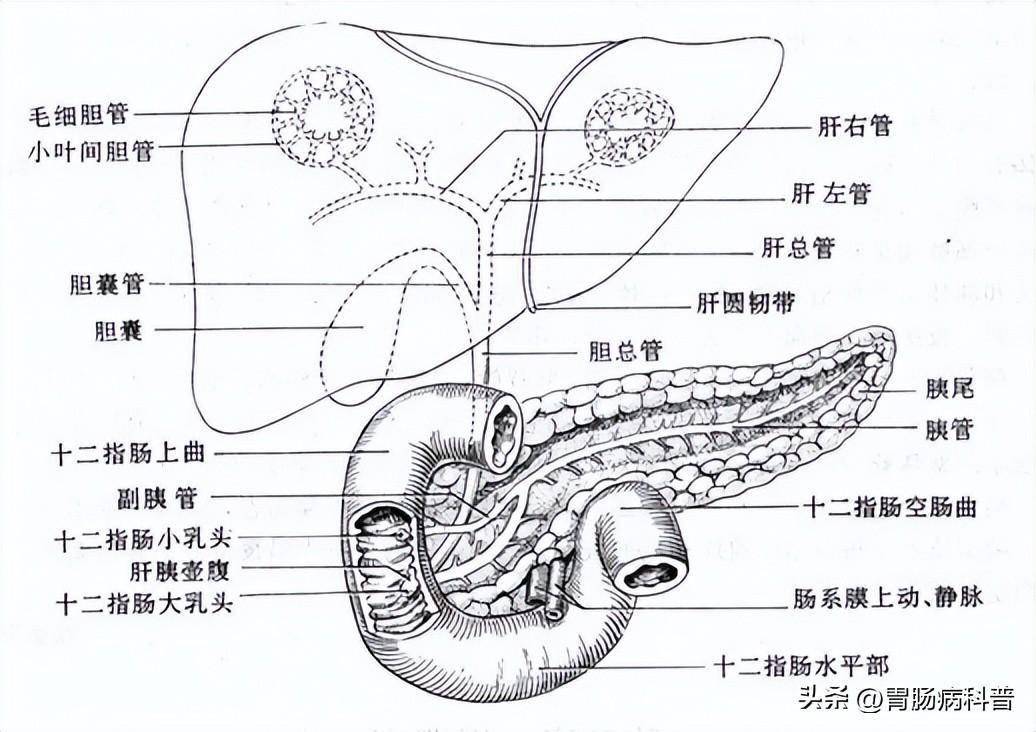 三dbody系统解剖图图片