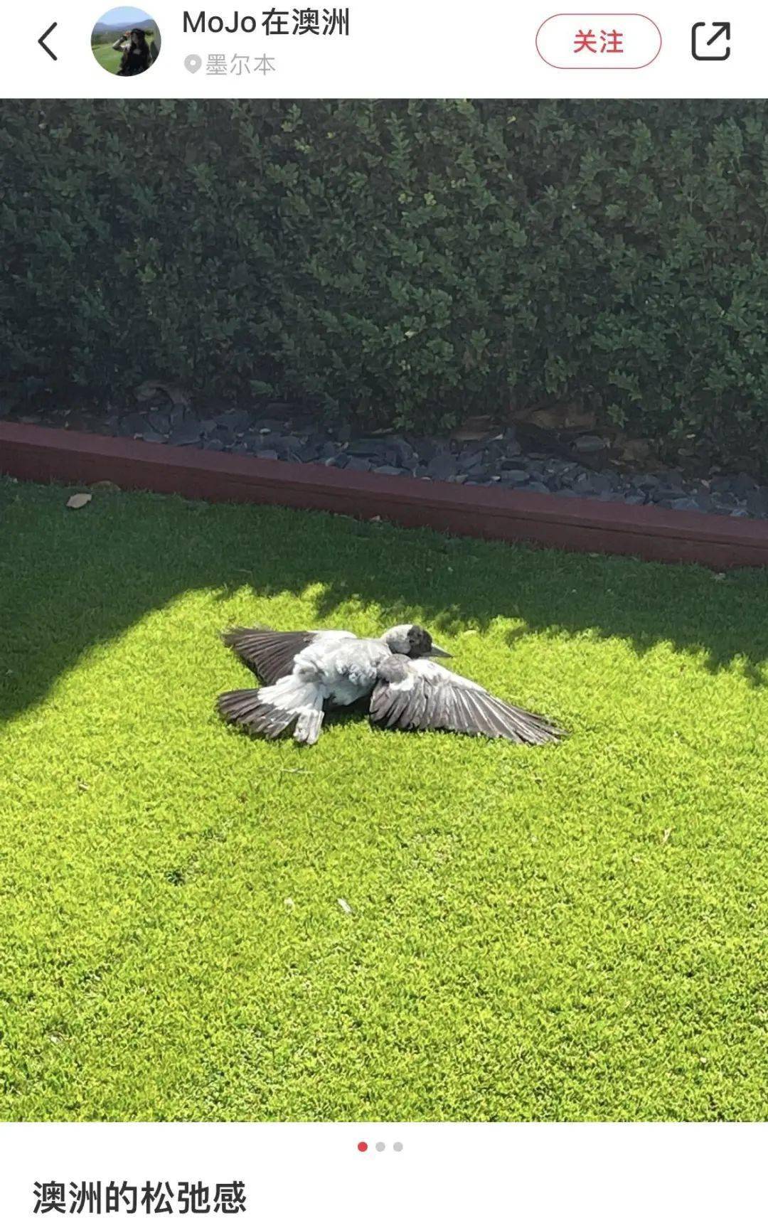 澳洲喜鹊的松弛感!评论区惊呆,下辈子也想投胎去澳洲